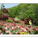 2020-05-12(화)경기도 가평 아침고요수목원 들꽃정원축제-남이섬 봄꽃축제 힐링여행 이미지