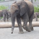 신평오리농장 | 상하이야생동물원 후기2