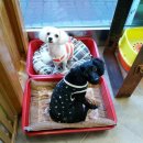 헬로도그맘 이미지