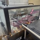 우지농장 | [삼척]삼척 쏠비치 근처 현지인 맛 한우구웠소 방문후기(주차/콜키지/사이드메뉴추천 등)