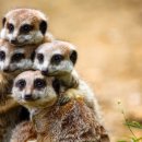 생활한지 이미지