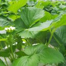 일비농장 이미지