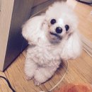 이형윤동물병원 | 평택 동물병원추천_이형윤동물병원 암컷 강아지 유선종양 제거수술 / 중성화수술 후기 :(