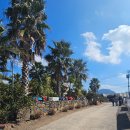 모닥불 | 제주 아이랑 가볼만한곳 🐴 어린왕자감귤밭 동물 먹이체험 + 모닥불 솔직후기