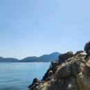 까멜리아 이미지