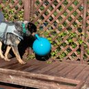 마이펫아카데미 이미지