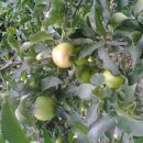 영석농장 이미지