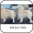 부산펫(주) | 고프로애견미용학원/실견학원/2026국비과정모집중/3급자격증/펫트리머/자격증반/펫미용반/국민내일배움...