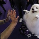 Dog Show 이미지