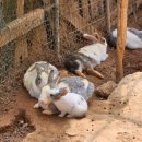 홍가농장 이미지