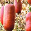 선두농장 이미지