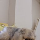 멍도레 이미지