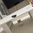 대전고양이분양 비비냥 | 대전 고양이분양 후기｜핑크골드 브리티쉬숏헤어 ‘딱지’의 새로운 일상!