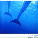 제주해양과학관 (아쿠아플라넷) 이미지