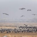 버드랜드 이미지