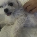 자연동물병원 | 군산 자연동물병원 후기