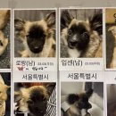 꽃길걷개 이미지