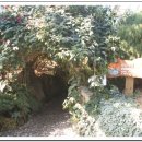 로즈마리숲 이미지