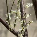용답꽃공원 | 서울매화명소 개화현황 • 청계천 매화거리 •하동매화거리