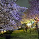 낙동강관리본부 대저생태공원 5 | [부산 대저 생태공원] 제9회 강서 낙동강 30리 벚꽃축제 야간 불빛쇼 출연진 유채 개화 부산도시농업...