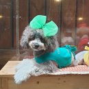 플라잉펫 이미지