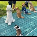 앤드퍼피 이미지