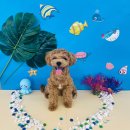 바른댕댕 애견유치원 이미지