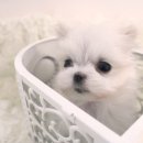 일산요미독강아지분양