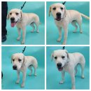 충남켄넬 이미지