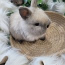 와우펫앤쥬(기장점) 이미지