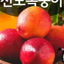 세진마트 네이버블로그