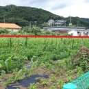 옥천면보건지소 이미지