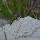 미리내캠프 이미지