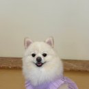 어도러블독 이미지