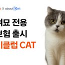 캣 이미지