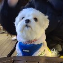 맛보시개 이미지