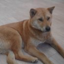 고병기동물병원 이미지