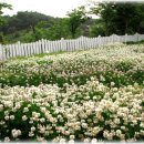 언덕위에하얀집 이미지