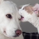 댕댕이 그루밍 이미지