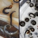 자연산 유럽산 뱀장어의 부레선충 Anguillicoloides crassus 이미지