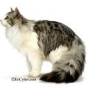 고양이숲 이미지