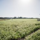 보롬제주 이미지