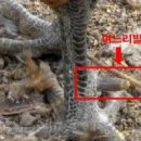 주작