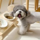 펫하우스 V 이미지