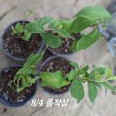 흰작살나무? 이미지