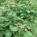 녹색농원 이미지