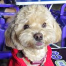 구찌랑 애견카페 갔어용 이미지