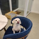 까까펫살롱 이미지