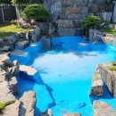 코코애견 이미지