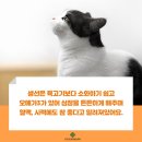 고양이생선